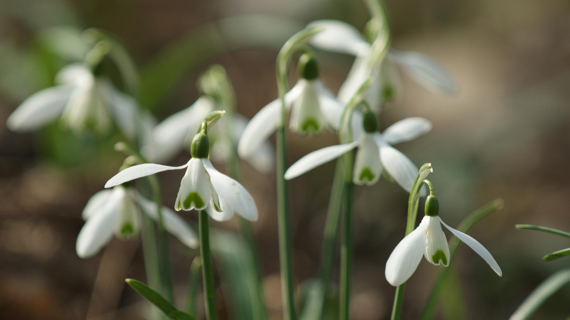 Perce-neige  - Guillaume Le Roux